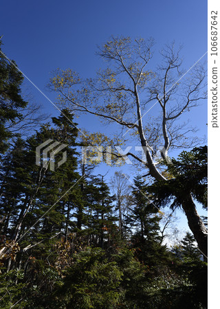 Climbing from Mt. Taishaku to Mt. Tashiro, Fukushima Prefecture Climbing from Mt. Taishaku to Mt. Tashiro, Fukushima Prefecture 106687642