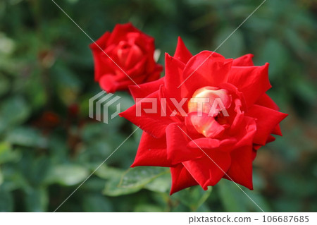 Arao City Ominous Citizen Flower Bed Rose Flower, Arao City Ominous Citizen Flower Bed Rose Flower, 106687685