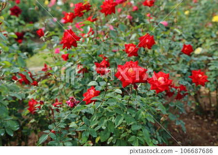 Arao City Ominous Citizen Flower Bed Rose Flower, Arao City Ominous Citizen Flower Bed Rose Flower, 106687686