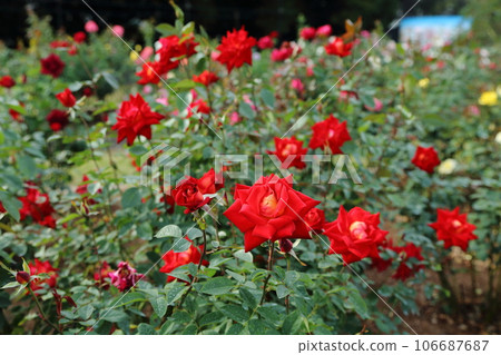 Arao City Ominous Citizen Flower Bed Rose Flower, 106687687