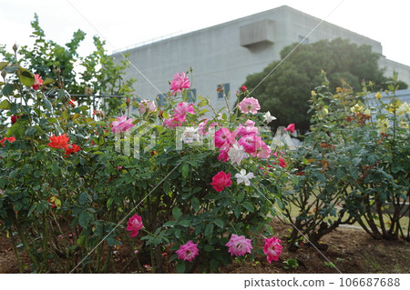 Arao City Ominous Citizen Flower Bed Rose Flower, 106687688