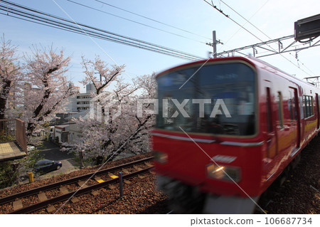 Passing train and cherry blossoms at the station Passing train and cherry blossoms at the station 106687734
