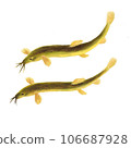 Illustration of two loaches swimming on white background 106687928