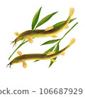 Illustration of bamboo leaves and two loaches swimming on white background 106687929