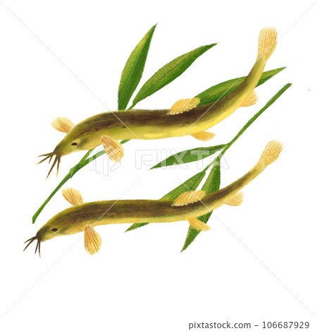 竹葉和兩隻泥鰍在白色背景上游泳的插圖 106687929