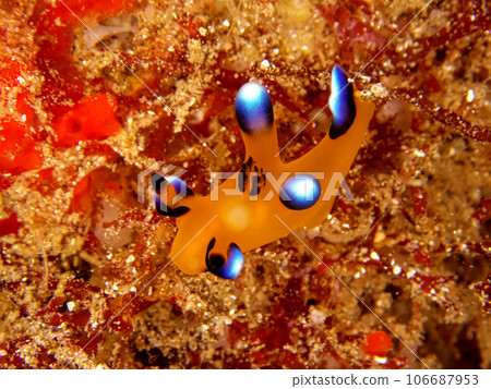 可愛的海蛞蝓 106687953