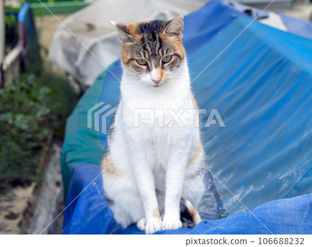 beautiful cats around Malta island beautiful cats around Malta island 106688232