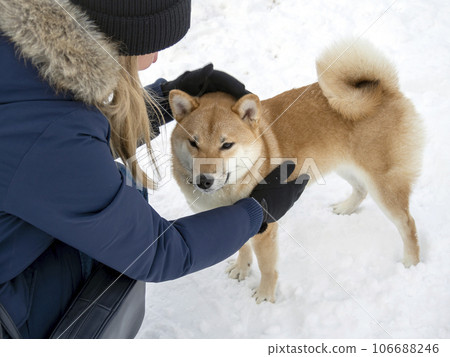 Japanese red coat dog is in winter forest. Portrait of beautiful Shiba inu playing on the snow 106688246
