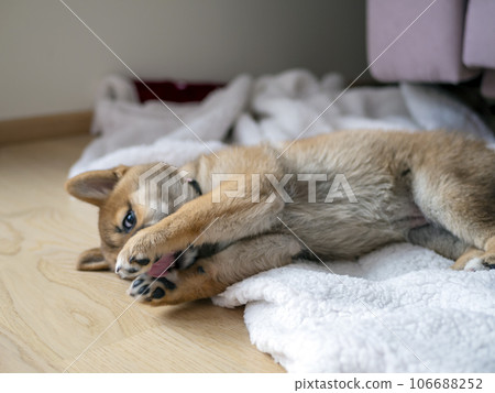 Portrait of cute Shiba Inu small dog puppy. Dogecoin. Red-haired Japanese dog smile portrait 106688252