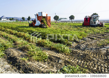Farmers use tractors pulling is harvest peanuts in Yunlin County, Taiwan. 106688600