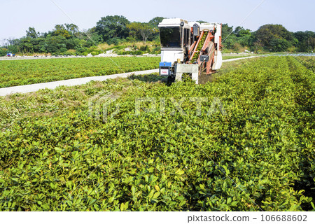 Farmers use tractors pulling is harvest peanuts in Yunlin County, Taiwan. Farmers use tractors pulling is harvest peanuts in Yunlin County, Taiwan. 106688602
