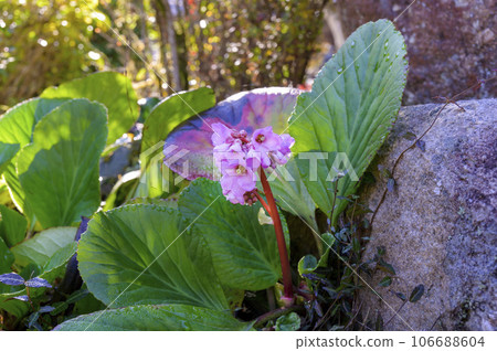 Himalayan saxifrage (Bergenia) 106688604