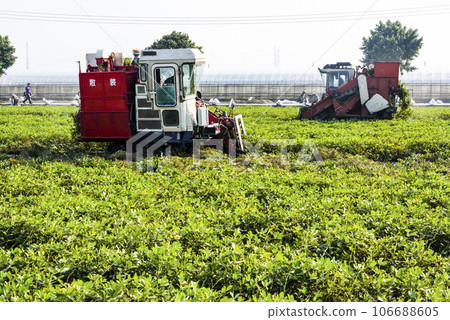 Farmers use tractors pulling is harvest peanuts in Yunlin County, Taiwan. 106688605