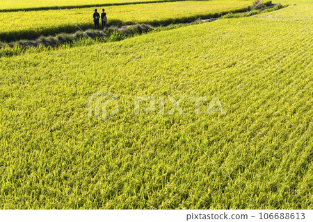 Overlooking views of rice fields in the Waipu Lotus Valley Taichung, Taiwan. Overlooking views of rice fields in the Waipu Lotus Valley Taichung, Taiwan. 106688613