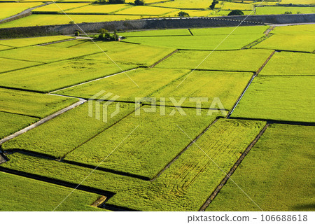 Overlooking views of rice fields in the Waipu Lotus Valley Taichung, Taiwan. 106688618