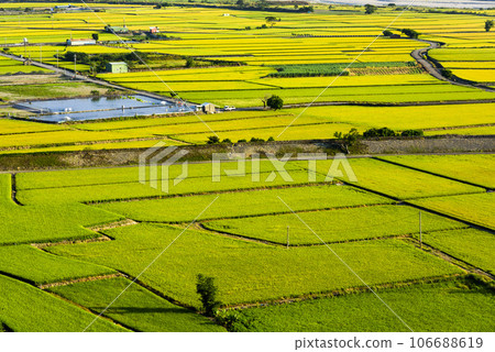 Overlooking views of rice fields in the Waipu Lotus Valley Taichung, Taiwan. Overlooking views of rice fields in the Waipu Lotus Valley Taichung, Taiwan. 106688619