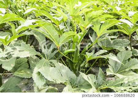 The okra fruit is in the fruiting stage, in the farmland of Pingtung, Taiwan. The okra fruit is in the fruiting stage, in the farmland of Pingtung, Taiwan. 106688620