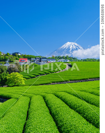 Shizuoka _ Mt. Fuji and superb view of the tea plantation 106688698
