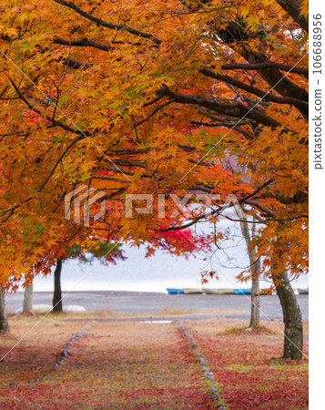 Trees with autumn leaves and a road covered with fallen leaves leading to the lake (Lake Shoji, Yamanashi Prefecture) 106688956