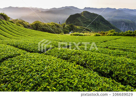 Beautiful tea plantation landscape on the mountaintop of Shizhao in Chiayi, Taiwan. 106689029