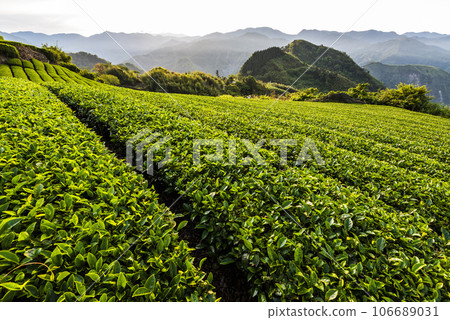 Beautiful tea plantation landscape on the mountaintop of Shizhao in Chiayi, Taiwan. 106689031