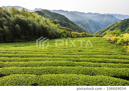 Beautiful tea plantation landscape on the mountaintop of Shizhao in Chiayi, Taiwan. 106689034