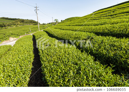 Beautiful tea plantation landscape on the mountaintop of Shizhao in Chiayi, Taiwan. 106689035