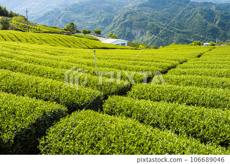 Beautiful tea plantation landscape on the mountaintop of Shizhao in Chiayi, Taiwan. Beautiful tea plantation landscape on the mountaintop of Shizhao in Chiayi, Taiwan. 106689046