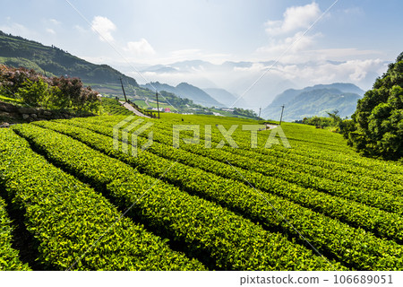 Beautiful tea plantation landscape on the mountaintop of Shizhao in Chiayi, Taiwan. 106689051