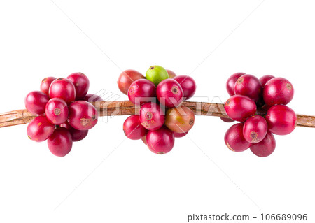 Fresh Arabica Coffee beans ripening isolated on white background Fresh Arabica Coffee beans ripening isolated on white background 106689096
