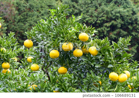 Heavily ripened Hyuga nuts (Hyuganatsu/New Summer Orange) Heavily ripened Hyuga nuts (Hyuganatsu/New Summer Orange) 106689131