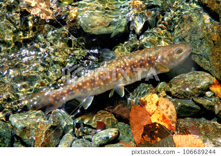 Natural char caught in Yadazawa, a tributary of the Kanno River 106689244