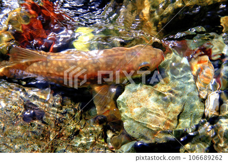 Natural char caught in Yadazawa, a tributary of the Kanno River Natural char caught in Yadazawa, a tributary of the Kanno River 106689262