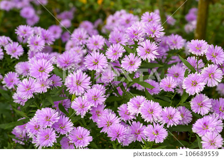 雙花孔雀翠菊 106689559