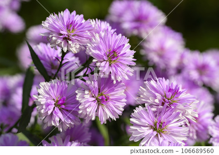 雙花孔雀翠菊 106689560