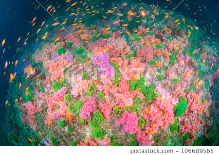 pink earth 106689565