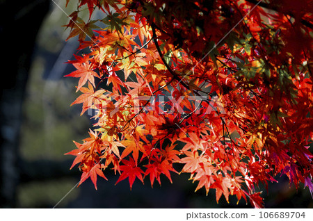 Momiji stained in autumn color 106689704