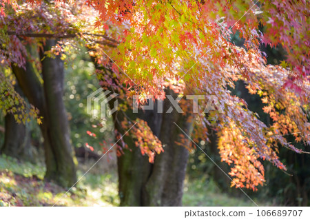 Momiji stained in autumn color 106689707