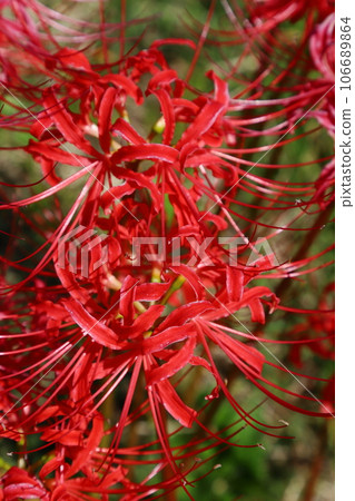 Close-up of cluster amaryllis 106689864