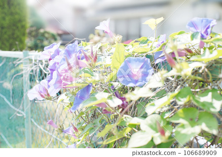 美麗的牽牛花在柵欄上盛開 老鏡頭 106689909