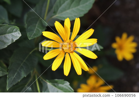 Yellow sunflower flowers blooming in the summer garden Yellow sunflower flowers blooming in the summer garden 106690056