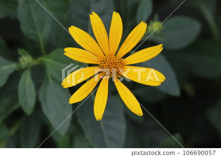 Yellow sunflower flowers blooming in the summer garden Yellow sunflower flowers blooming in the summer garden 106690057