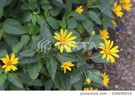 Yellow sunflower flowers blooming in the summer garden Yellow sunflower flowers blooming in the summer garden 106690058