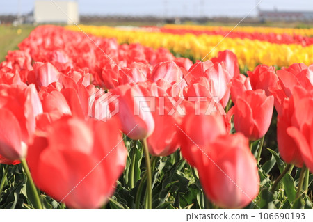 Red tulips of Hiyoshizu Village (Part 3) Red tulips of Hiyoshizu Village (Part 3) 106690193