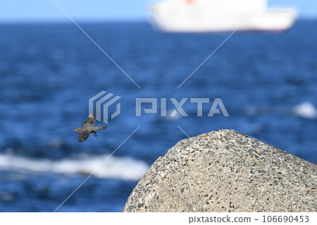 Flight of a female brown-spotted bulbul in Enoshima Flight of a female brown-spotted bulbul in Enoshima 106690453