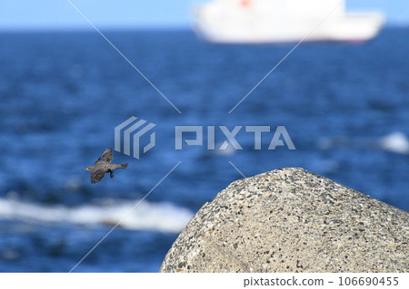 Flight of a female brown-spotted bulbul in Enoshima Flight of a female brown-spotted bulbul in Enoshima 106690455