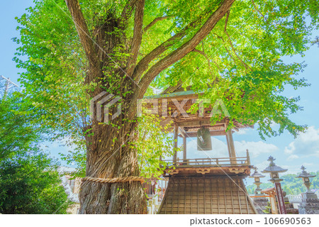 [Summer Kitamukai Kannon] Aizen Katsura and Bell Tower [Bessho Onsen] 106690563