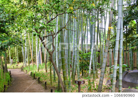 Bamboo grove at Mukojima Hyakkaen Garden (Sumida Ward, Tokyo) Bamboo grove at Mukojima Hyakkaen Garden (Sumida Ward, Tokyo) 106690960