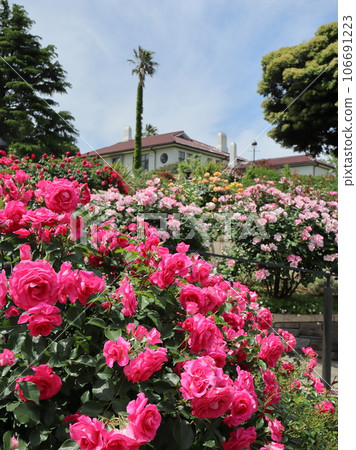 港景山公園美麗的玫瑰 106691223