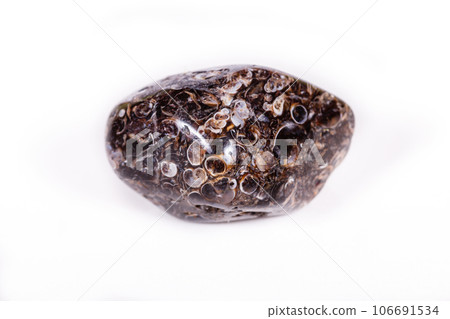 Macro mineral agate fossil fossilized with fossilized turtles on white background Macro mineral agate fossil fossilized with fossilized turtles on white background 106691534